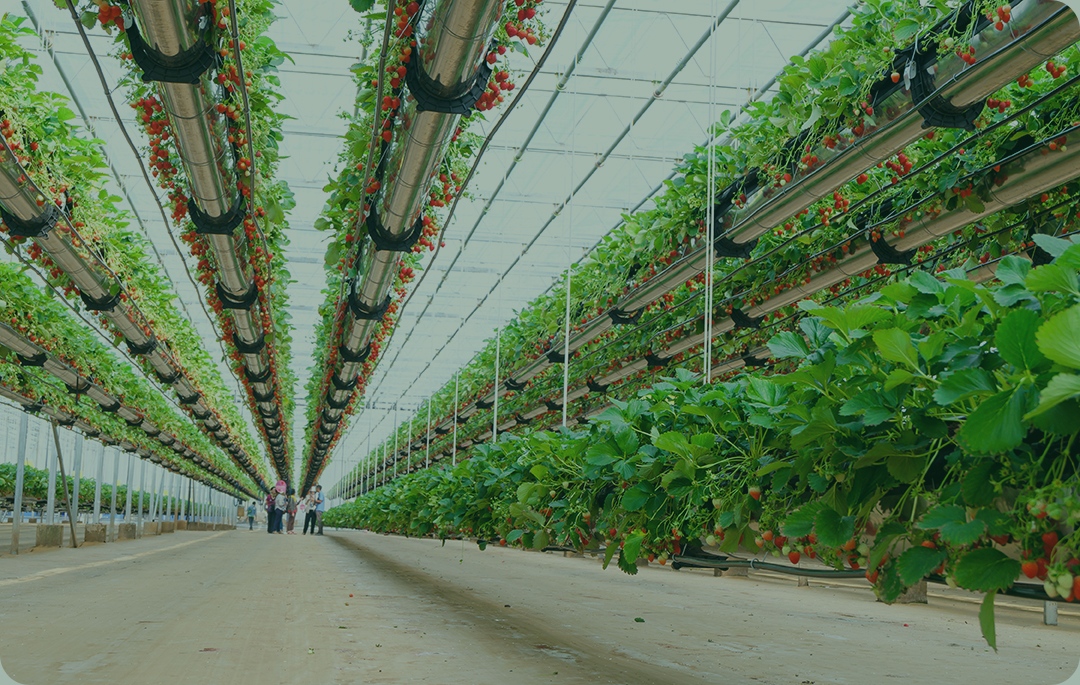 Graphene in Agriculture